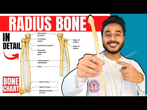 radius bone anatomy 3d | anatomy of radius bone attachments anatomy | bones of upper limb
