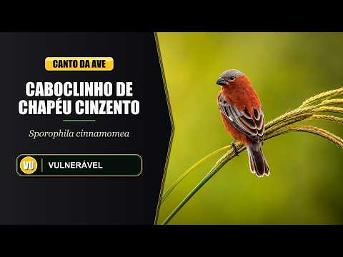 Kňažík škoricový (Sporophila cinnamomea) — video o speve a chove