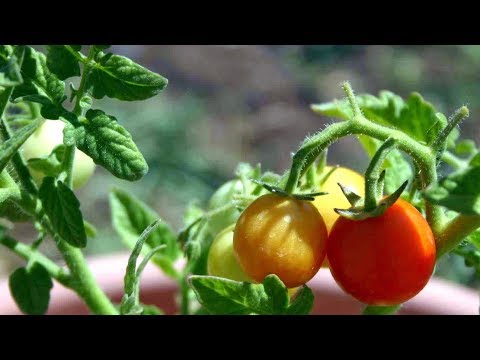 , title : 'Plantar Tomate em Vasos em Apartamento - Dica para produzir  horta urbana'