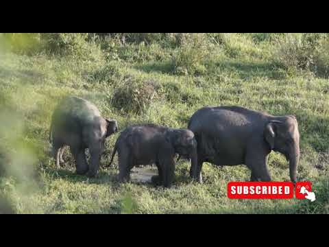 Top Ten Baby Elephants At Play - Elephantnews 2023