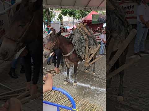 Regresando a nuestras raíces, Yolombó Antioquia el pueblo que me vio nacer #muyantioqueña #soypaisa