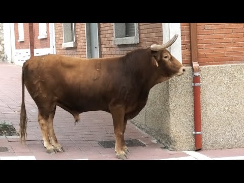 Arrabal de Portillo 2023 Primer Encierro con Toros Bravos