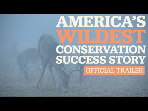 "WildTail: America's Wildest Conservation Success Story" - Official Trailer (Available 10/27)