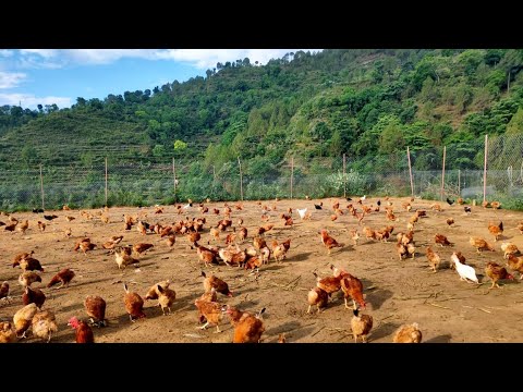 Free range desi poultry farming| dr. mahesh ganapure