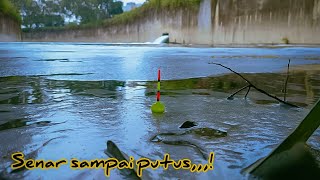 Download lagu Senar Putus,,!!! Mancing di spot baru sarang ikan nila babon Besar - besar ikan nya mp3 Download lagu Senar Putus,,!!! Mancing di spot baru sarang ikan nila babon Besar - besar ikan nya mp3