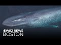 Blue Whales Spotted Off Coast Of Massachusetts