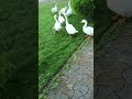 Ruk Jao O Jaane Wali Ruk Ja Duck Duckvideo Ducks Birdslover