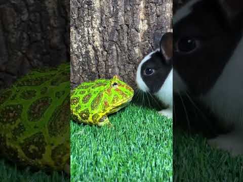 RANA SE QUIERE COMER UN CONEJITO. 🐸🐰 #RanasCarnivoras #Rabbit #allabautanimals #Frogs #shorts