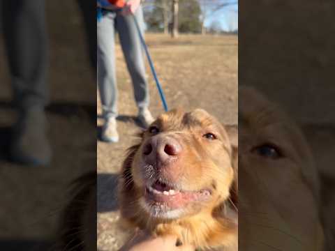 Ain’t I cute?🐕🐕#shorts #shortvideo #funny #cat #dog