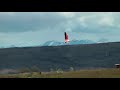 Chilean Flamingo