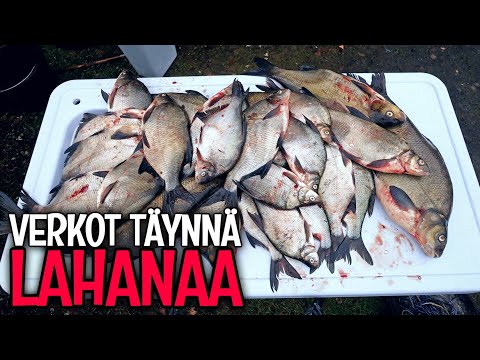 25 KILON KALASAALIS! - LAHNAPARVI UI BAITS KALAVERKKOON - NYT ON KALAA TALVEKSI😀