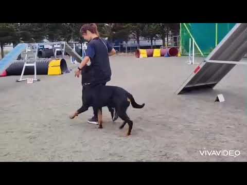 ロットワイラーのトレーニング