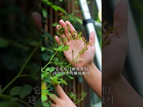 秋剪后月季长的新芽被蓟马啃了心疼坏了，秋天记得防蓟马，新梢发黑、嫩叶打卷、花苞打不开都是它惹的 #蓟马 #养花小知识 #花卉绿植
