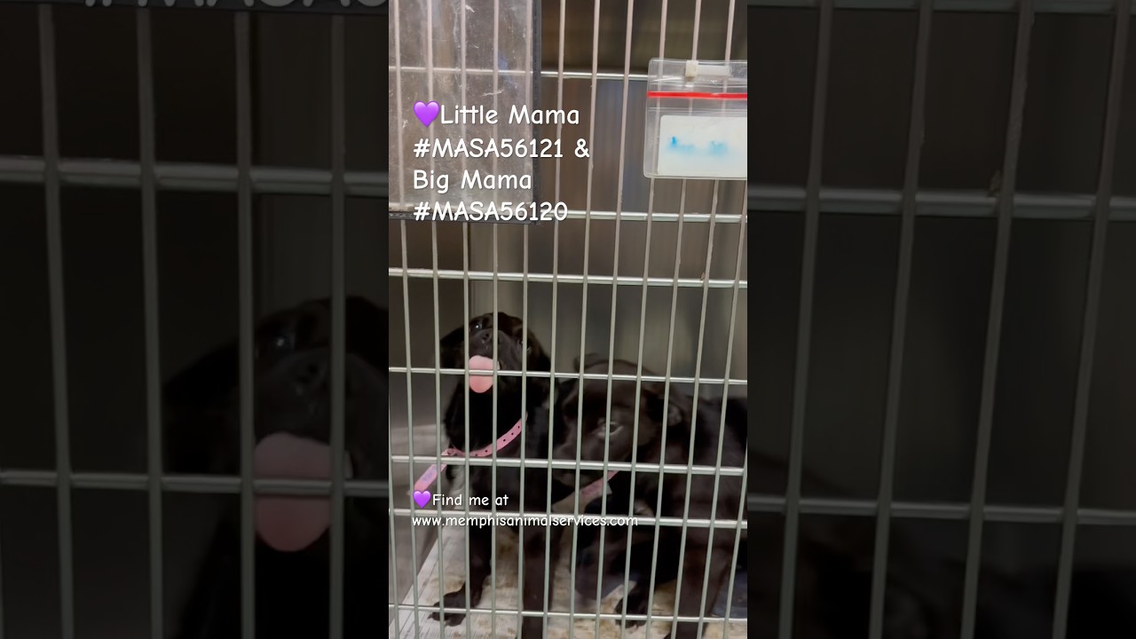 Alice, a Adoptable Mixed Breed in Southside, TN video 4/4