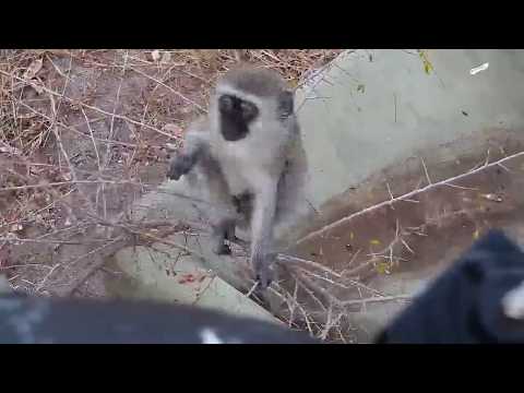 Djuma: Vervet Monkey at cam tree - 11:31 - 06/26/19