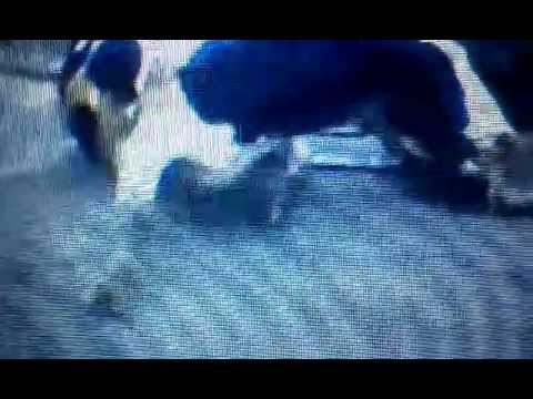 Bills seek end to farm animal abuse videos