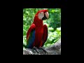 Parrot Sound Effect