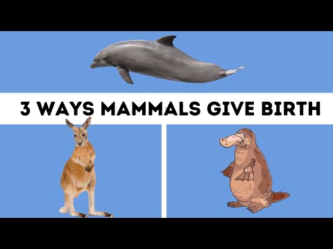 Mammals- Three Different Ways Mammals give Birth