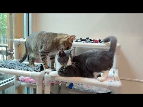 It's the Friday Kitty Cats at the Furkids Animal Rescue & Shelter!  Furkids.org