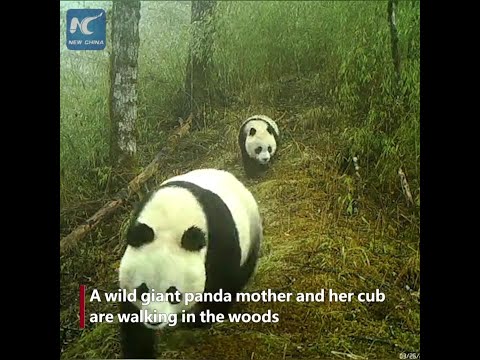 Mãe panda gigante selvagem e filhote capturados pela câmera