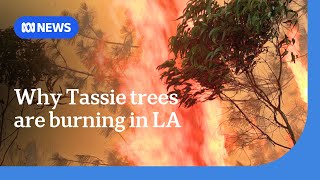 Highly combustible Tasmanian gum trees caught up in LA blaze | ABC News