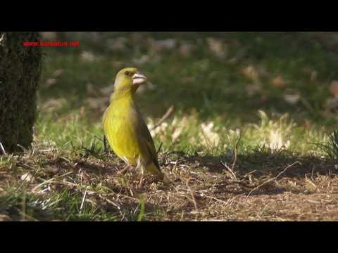 Verderón común ( Carduelis chloris ) Gree