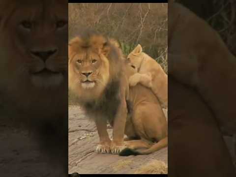 Lion with cubs #lion #lioncubs #animals #lionslife #cute #lionsfight #shortvideo #shortvideo #viral