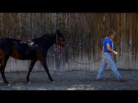 CAVALCAILVENTO - Prime fasi di addestramento del puledro