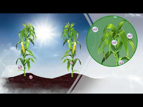 Utrisha N - Principalele beneficii