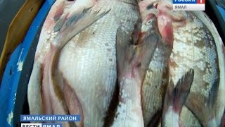 Рыбалка в ямало ненецком округе