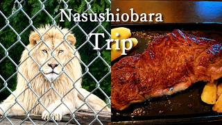 【那須塩原Vlog】サファリパーク・温泉・絶品ステーキ｜どれも大満足だった夫婦の1泊2日