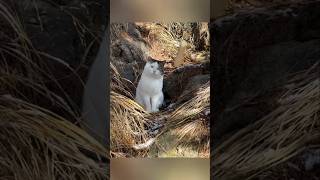 #cat #cute #catvideo #cutecat #funnyvideo #funny