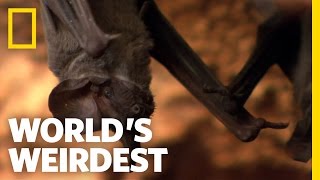 World's Weirdest - Bats Swarm to Survive