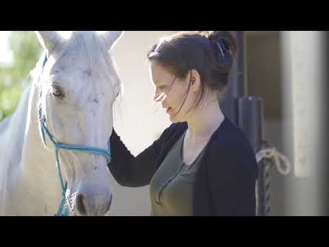 Cavalos puro sangue Lusitanos - Coudelaria aguilar