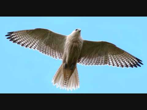 Richard and Mimi Farina  - Falcon