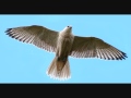 Richard and Mimi Farina - Falcon 