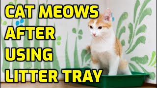 Why Does My Cat Cry When Using The Litter Box?