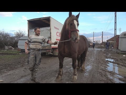 Caii lui Catalin de la Marghita, Bihor 20 ian 2018