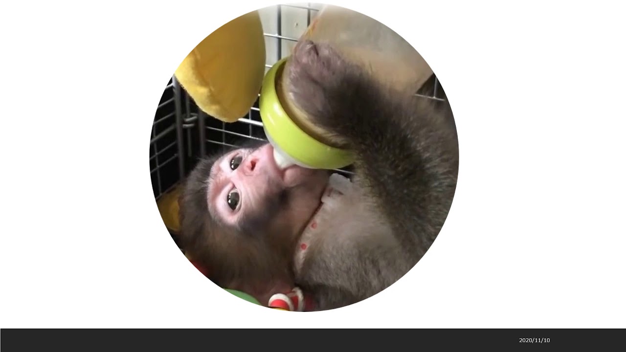 Aris - The Japanese Snow Monkey story