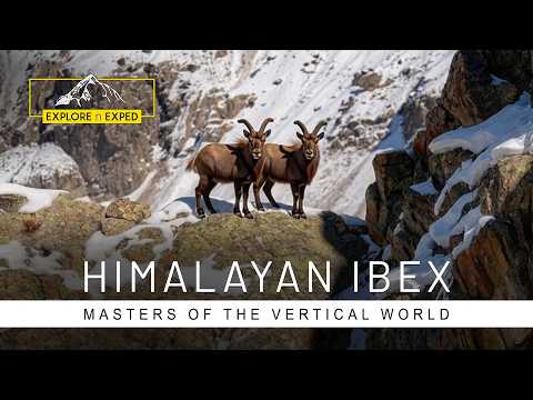 Himalayan Ibex | Masters of the Vertical World | Hushe Valley | Karakorum | Explore n Exped