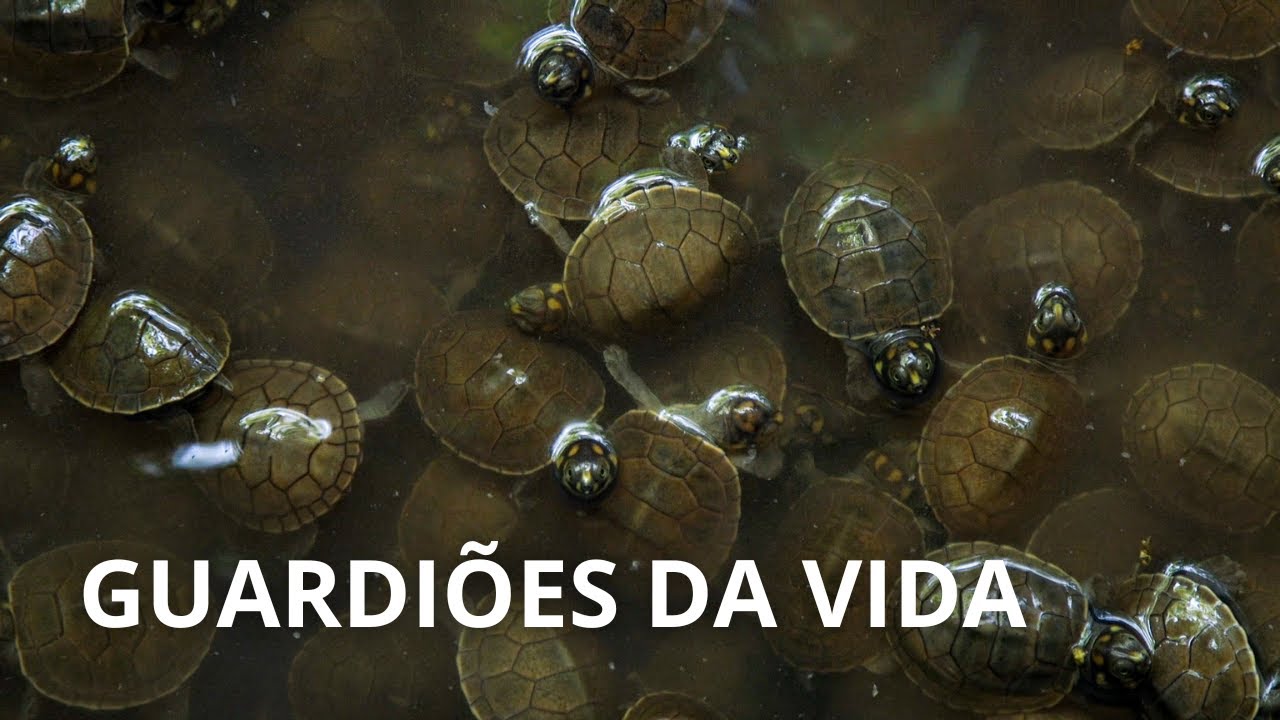 Guardiões da vida: Ribeirinhos se unem para preservar tartarugas na Amazônia