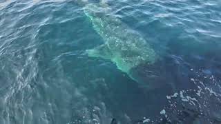 Gentle GIANT Greeted Us 100 Miles Offshore!