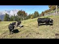 Les Vaches D Hérens