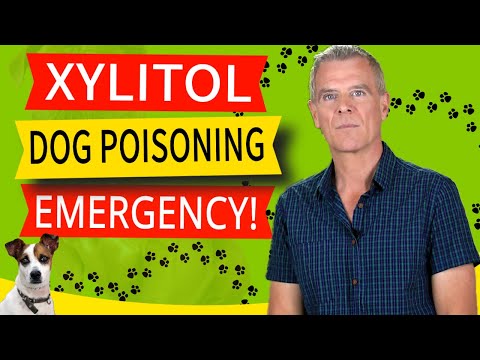 Xylitol Poisoning In Dogs (7 symptoms And The Emergency Remedy)