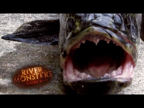 The Origin Of 'The Fish From Hell' | SNAKEHEAD | River Monsters