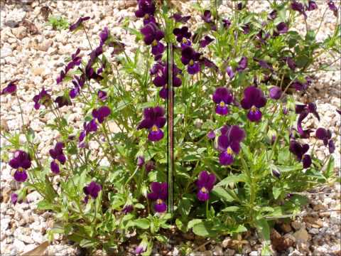AROONA GLEN  FLOWERS
