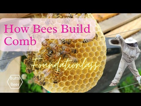 How Bees Build #Honeycomb  AMAZING ARCHITECTS! Foundationless  Frames