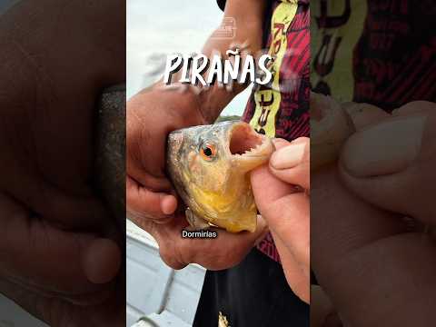 Que hacer en Leticia Colombia - Amazonas Colombiano @amazonasgo  tours amazonas