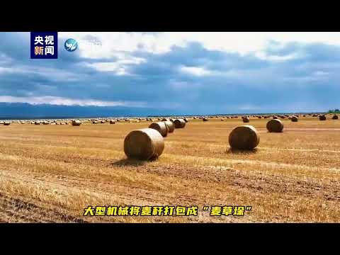 金色地毯