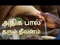 மாடு பால் அதிகரிக்க Cow Milk Increase Tips Tamil